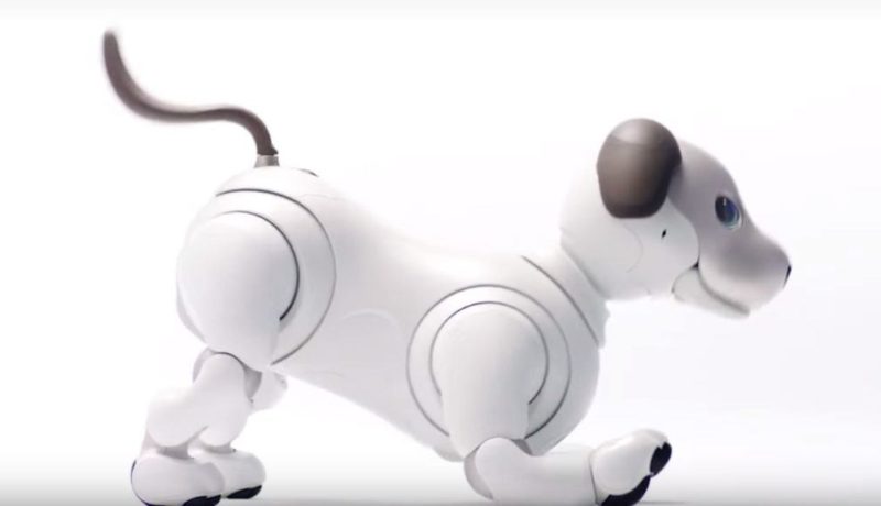aibo